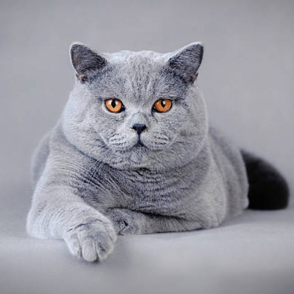British shorthair cat portrait
